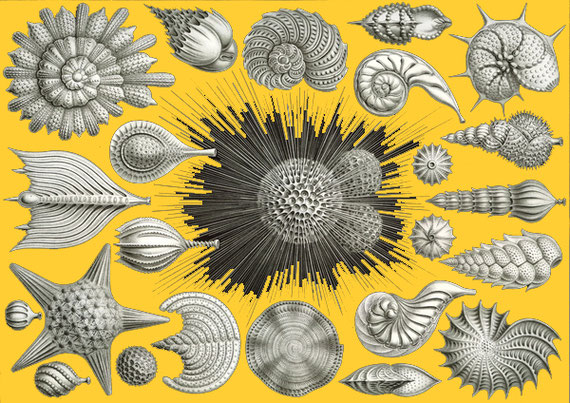 Ernst Haeckel 