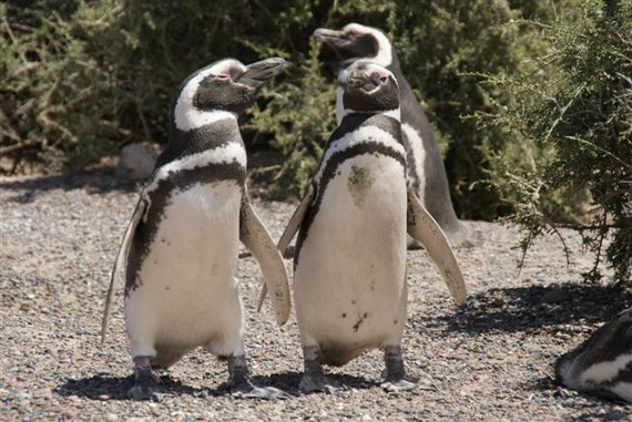 Pinguin Kolonie Punto Tomba