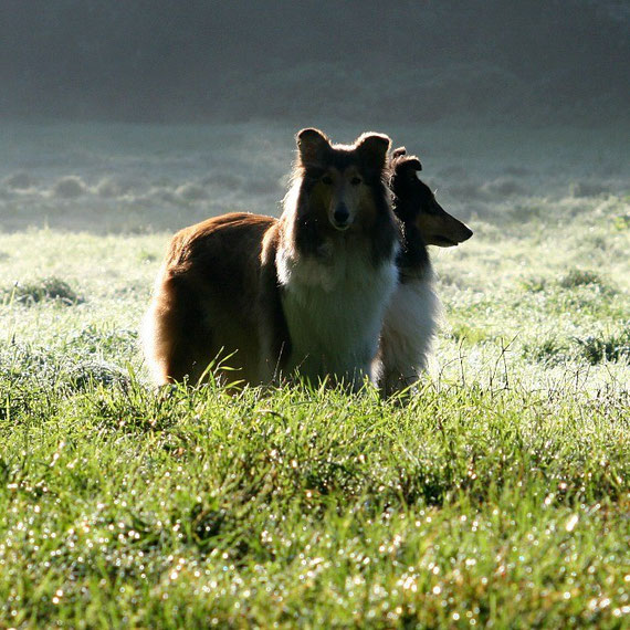 Morgensonne in den Leichlinger Sandbergen am 14.10.2011