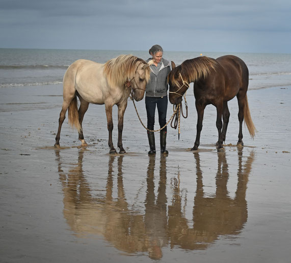 elevage de chevaux américains de couleurs plage capucine lemagne vendée océan