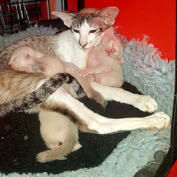 08.05.2019. dzimuši mūsu pirmie kaķēni