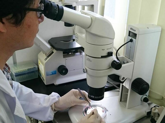 マウス胎仔を実体顕微鏡を用いて解剖する