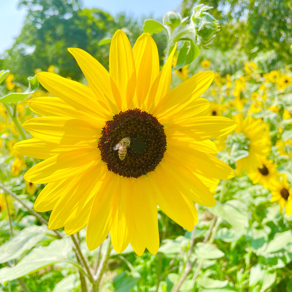 *昭和記念公園のサンフィニティ