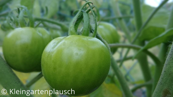Grüne Tomaten