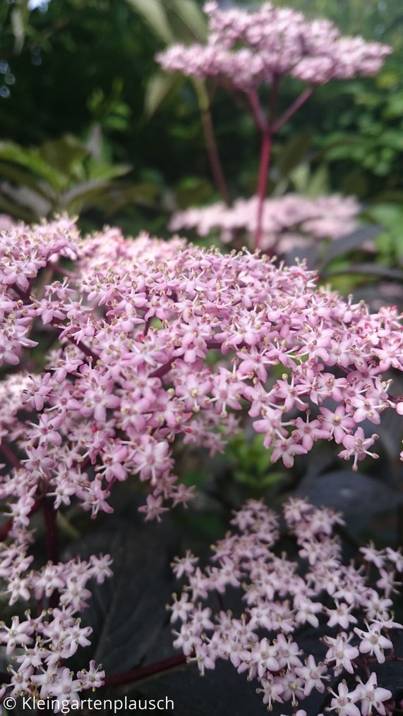 Blüten vom schwarzen, schwarzlaubigen Holunder
