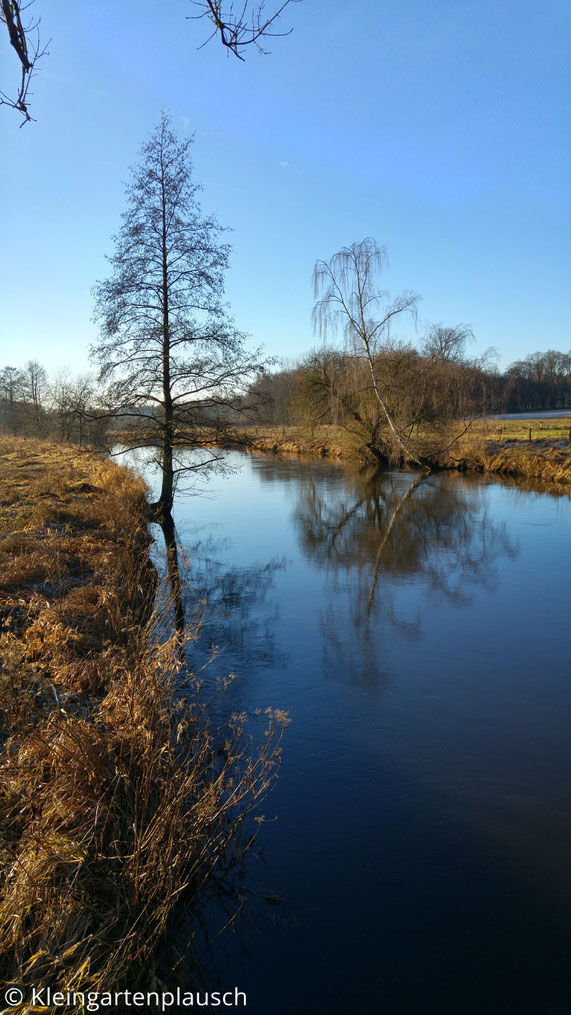 Flußufer Richtung Süden mit Birke, die sich im Wasser spiegelt