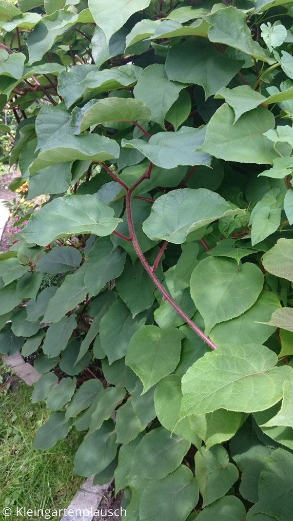 Das Blattwerk einer Kiwi-Pflanze mit ihren herzförmigen, dunkelgrünen Blättern