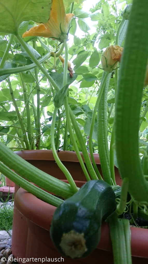 Zucchini im Topf