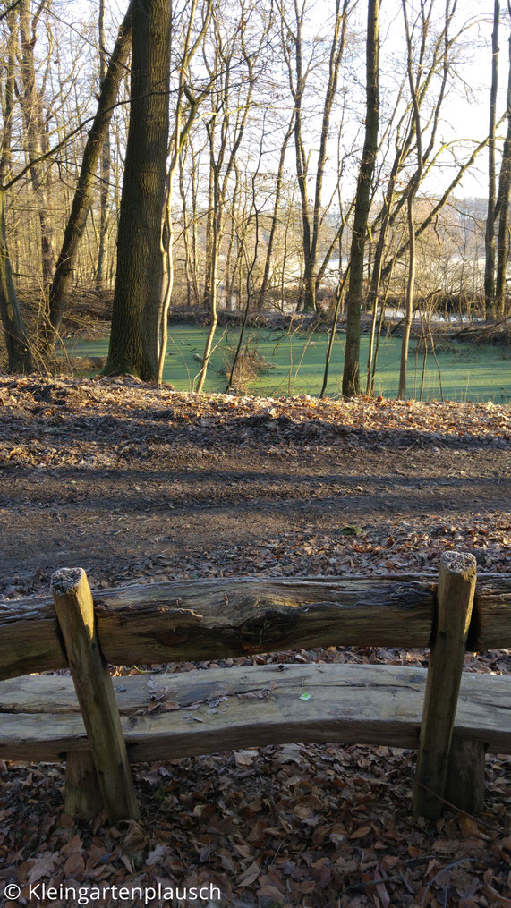 Kleiner grüner Waldtümpel, im Vordergrund Holzbank zum Verweilen