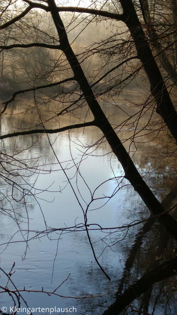 Bäume am Ilmenauufer