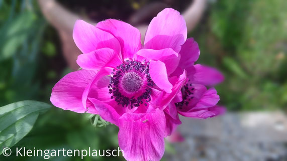 Große pinke Blüte einer Anemone de Caens