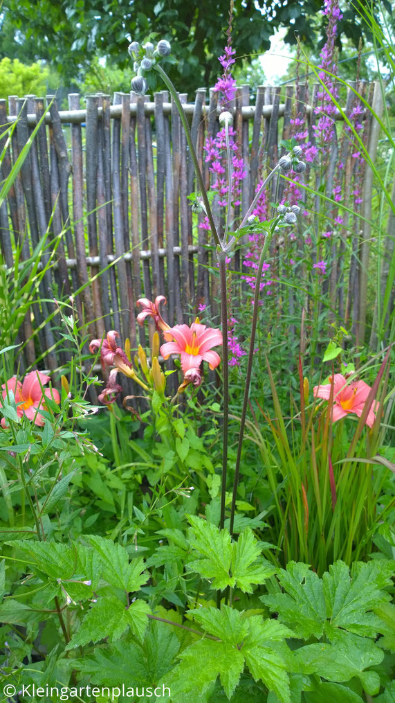 Blattwerk der Herbstanemone, orange Lilienblüten