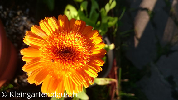 leuchtend orange Ringelblume