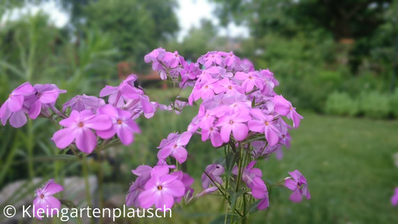 Zartrosa-violett blühender Phlox glaberrima