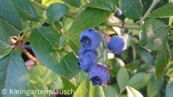 Rispe mit Blaubeeren an der Pflanze