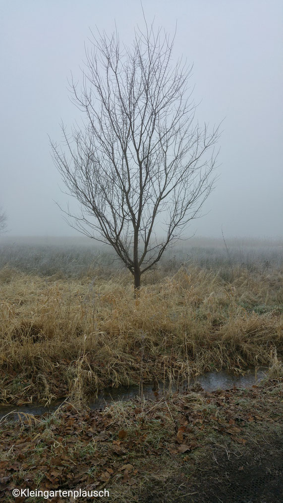 E i n Baum auf der Nebelwiese?