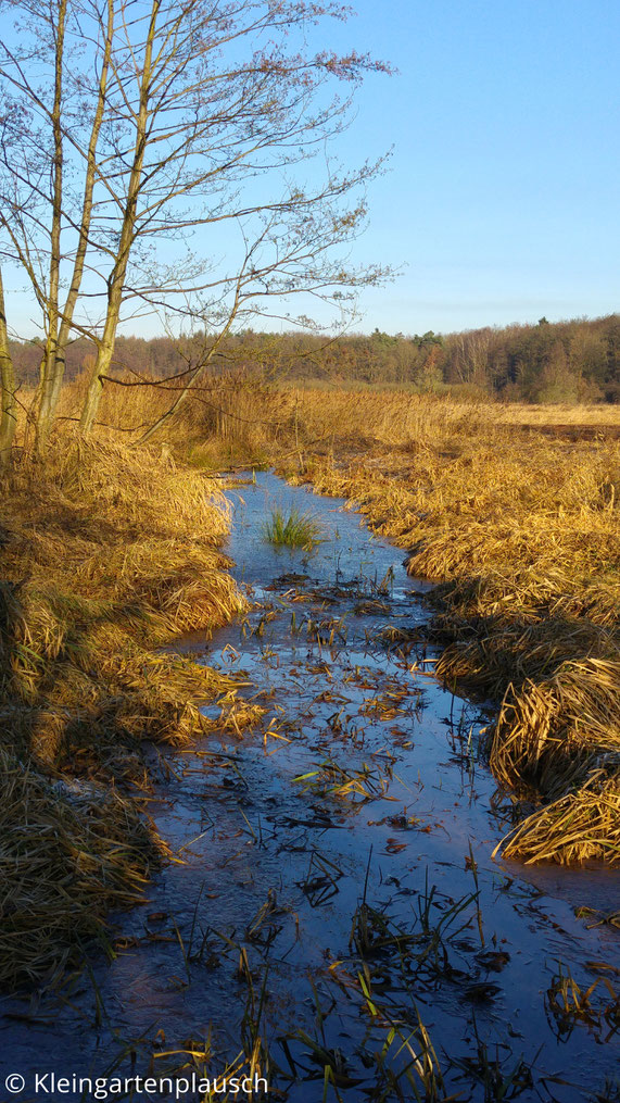 Blaues Wasser im Graben, gelbes Schilf