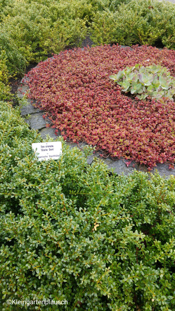 Sedum, Mauerpfeffer und ein endlich mal etwas grünerer Ilex crenata - hier fand ich die Farbabstufung ein Foto wert...