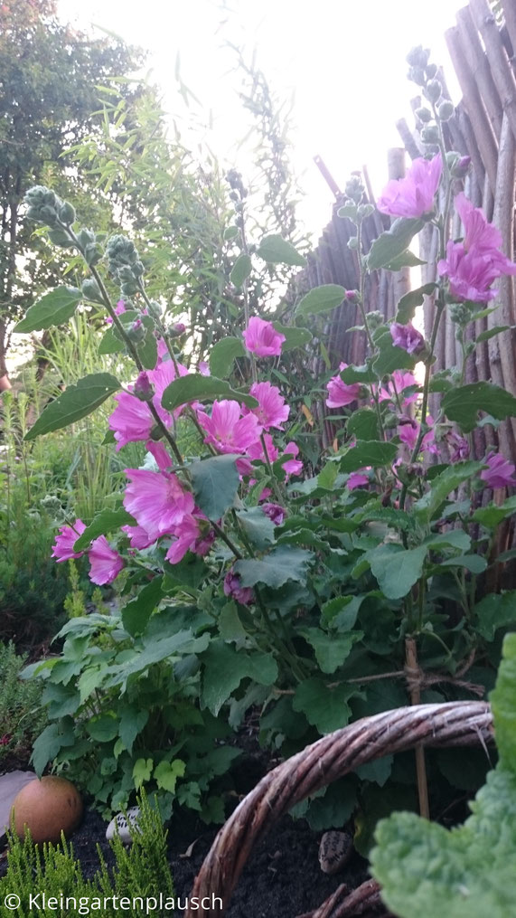 Diese Malve ist weniger etwas für Blattschmuckfreunde wie mich, aber ihre Blüten sind prima!