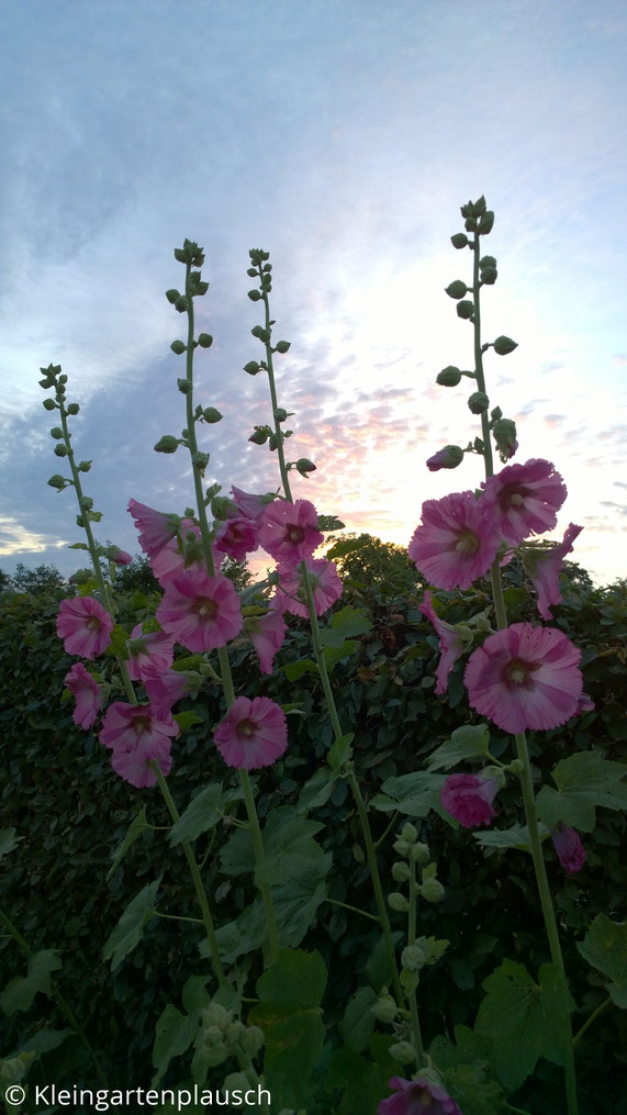 Rosa Stockrosen vor Sonnenuntergangshimmel