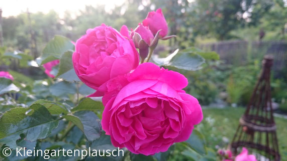 Gefüllte rosa Hochstammrose - 4 Blüten - Moin-Moin