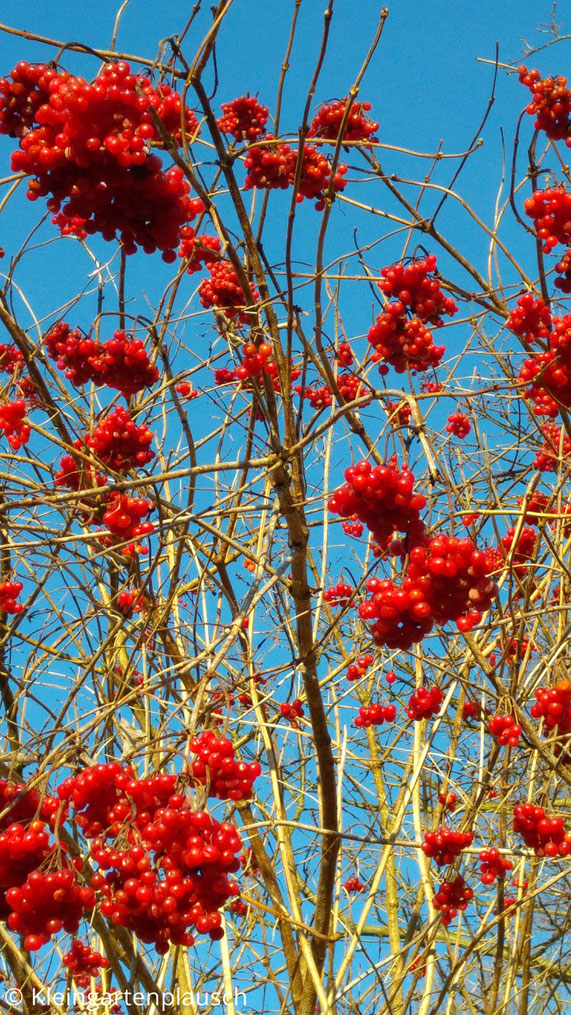 Busch mit leuchtend hellroten Beerenbündeln