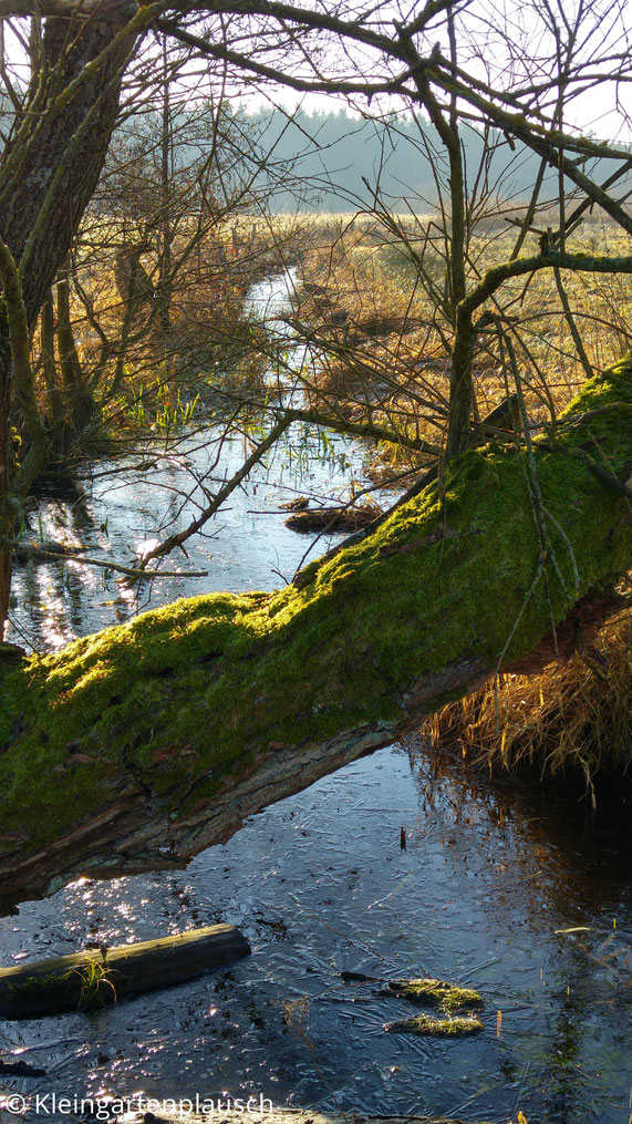 Vermooster Baumstamm über Graben mit blauem Wasser