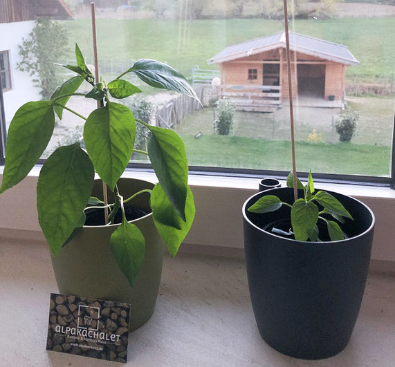 Paprika (Pepperoni) Shakira mit Alpaka Dünger (links) vs. ohne Alpaka Dung (rechts) - Bild vom 20. April 2019