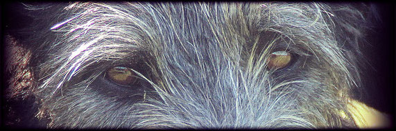Vielversprechende Scottish Deerhound Welpen aus Liebhaberzucht! Deerhound Welpen aus eingetragener, geschützter FCI, VDH, DWZRV Zuchtstätte!  