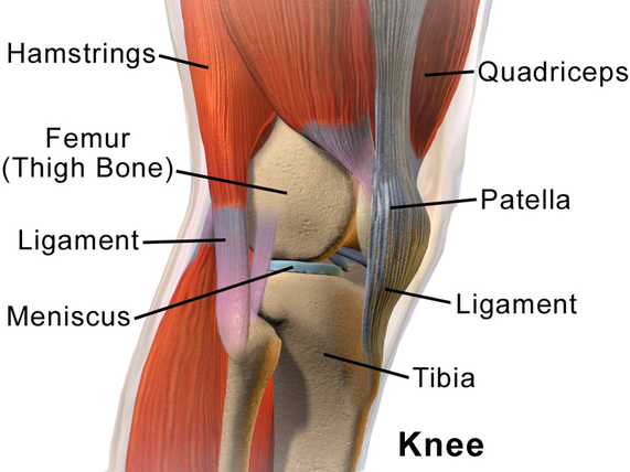 *Patella=膝蓋骨、Femur=大腿骨