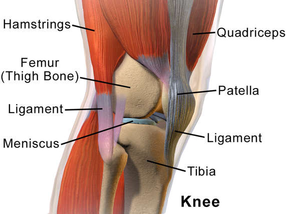 ＊Patella=膝蓋骨、Femur=大腿骨