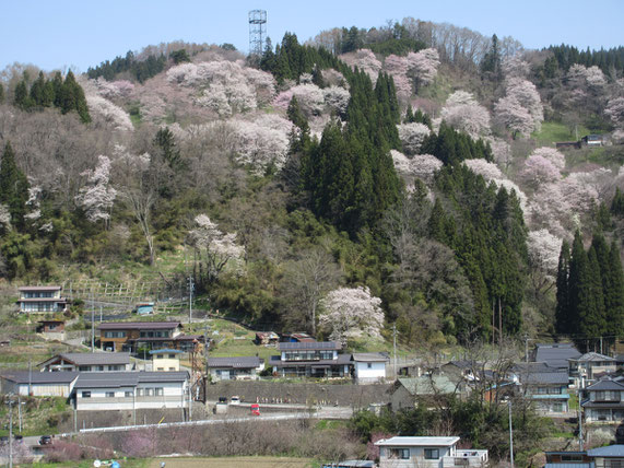 村内の山桜　人の暮らしと共にある桜の風情がいい