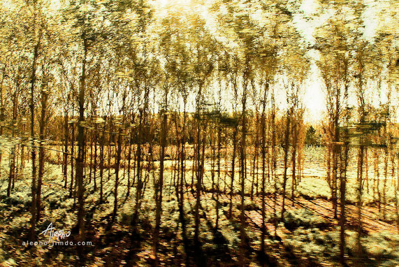 Bosque luminoso