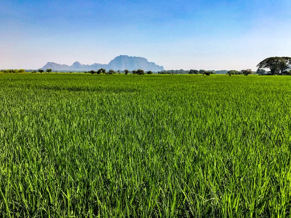 Reisfelder in der Nähe von Kampot