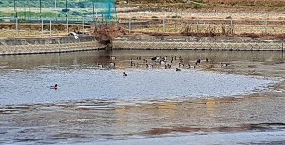 竹狭間池の水鳥たち