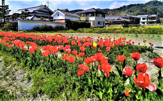 道沿いの田んぼでチューリップ満開（景観用に植栽。石丸地区）