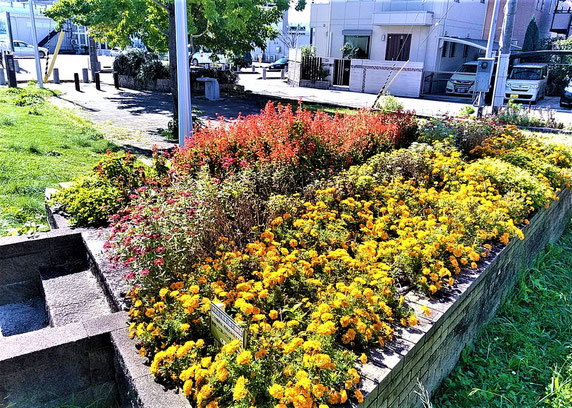 ボランティアの手で、コロナ禍でも見事に開花の「花咲か公園」(かやの中央)