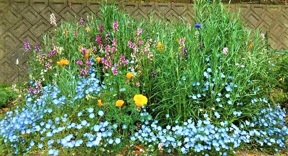 昨年に植えたたねダンゴによるミニお花畑。(箕面市西宿。花壇をつくろう会。撮影:上尾さん)