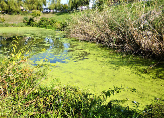 一面の浮き草と水辺の草の繁茂・・水質悪化の結果とみられ、またこれらが水中に沈み水質悪化を促進。