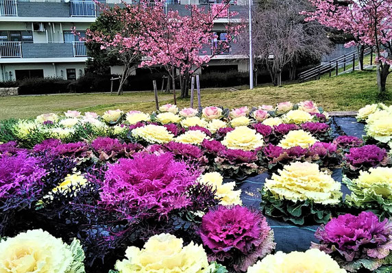 春まで葉ぼたんが美しい「花咲か公園」（向こうは早咲き桜。昨年3/7撮影。「園芸ファーム」育成）