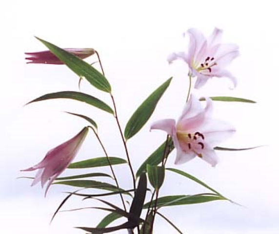 ササユリの花(箕面市HPから)
