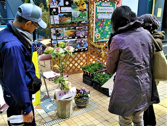 「踊り葉ぼたん」（中央）も、ひとしきり話題に