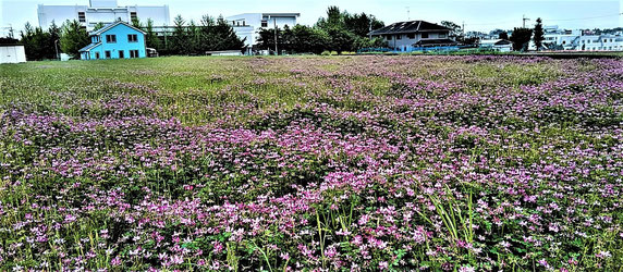 現地はれんげ満開！・・４／２４写す