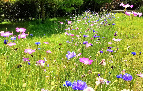 ミックス苗の開花イメージ(今春。木戸が池緑地)
