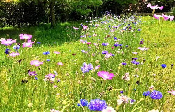 ミックス苗の開花イメージ（今春。木戸が池緑地）