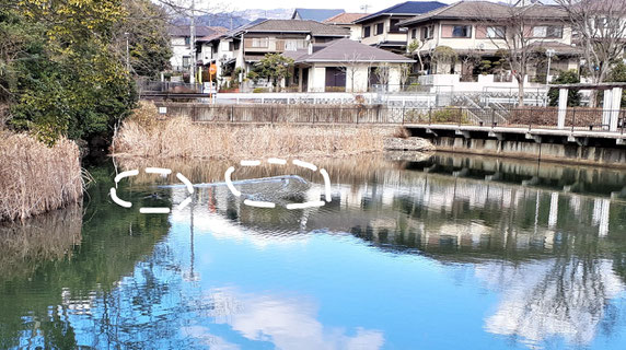 小さな池にも水鳥(箕面東公園の墓の谷池。この1月3羽。昨シーズン8羽)