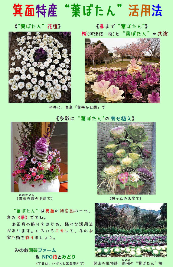 葉ぼたん文化の普及を呼びかけるちらし(電子版)