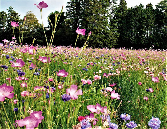 “たねダンゴ”による多彩なお花畑(秋まきの例。(株)サカタのタネ HPから)。 もちろん、鉢や花壇など、単独の花株として植えるのもOK。