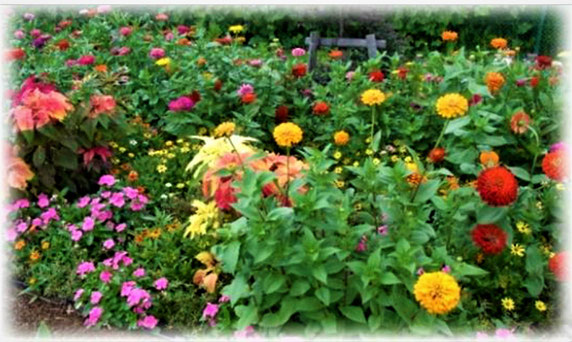 春まき用の開花イメージ((株)サカタのタネ のHPから引用)。
