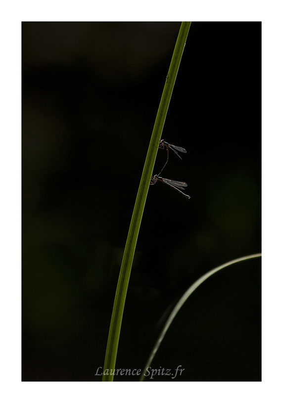 MG0184• le duo •